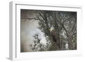 Last Winter Blast Bald Eagle-Jai Johnson-Framed Giclee Print