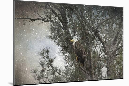 Last Winter Blast Bald Eagle-Jai Johnson-Mounted Giclee Print