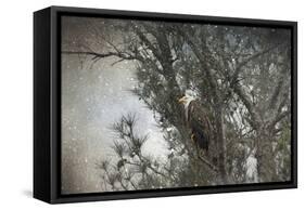 Last Winter Blast Bald Eagle-Jai Johnson-Framed Stretched Canvas