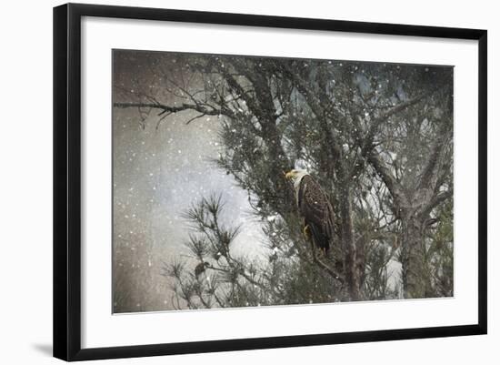 Last Winter Blast Bald Eagle-Jai Johnson-Framed Giclee Print