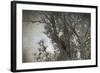 Last Winter Blast Bald Eagle-Jai Johnson-Framed Giclee Print