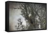 Last Winter Blast Bald Eagle-Jai Johnson-Framed Stretched Canvas