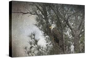 Last Winter Blast Bald Eagle-Jai Johnson-Stretched Canvas