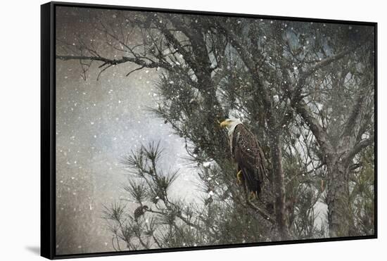 Last Winter Blast Bald Eagle-Jai Johnson-Framed Stretched Canvas