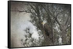 Last Winter Blast Bald Eagle-Jai Johnson-Framed Stretched Canvas