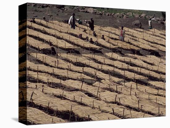 Lasta Valley, Wollo Region, Ethiopia, Africa-Bruno Barbier-Stretched Canvas