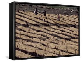 Lasta Valley, Wollo Region, Ethiopia, Africa-Bruno Barbier-Framed Stretched Canvas