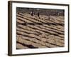 Lasta Valley, Wollo Region, Ethiopia, Africa-Bruno Barbier-Framed Photographic Print