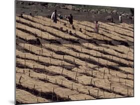 Lasta Valley, Wollo Region, Ethiopia, Africa-Bruno Barbier-Mounted Photographic Print