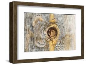 Latah, Washington State, USA. Knot in weathered wood on an old barn.-Emily Wilson-Framed Photographic Print