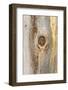 Latah, Washington State, USA. Knot in weathered wood on an old barn.-Emily Wilson-Framed Photographic Print