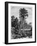 Latanier Palm, Andaman Islands, 19th Century-A de Bar-Framed Giclee Print