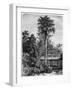 Latanier Palm, Andaman Islands, 19th Century-A de Bar-Framed Giclee Print