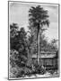 Latanier Palm, Andaman Islands, 19th Century-A de Bar-Mounted Giclee Print