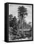 Latanier Palm, Andaman Islands, 19th Century-A de Bar-Framed Stretched Canvas