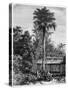Latanier Palm, Andaman Islands, 19th Century-A de Bar-Stretched Canvas