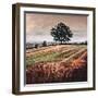 Late Afternoon field, 2009, (oil on canvas)-Helen White-Framed Giclee Print