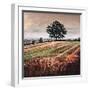 Late Afternoon field, 2009, (oil on canvas)-Helen White-Framed Giclee Print