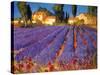 Late Afternoon, Lavender Fields-Philip Craig-Stretched Canvas