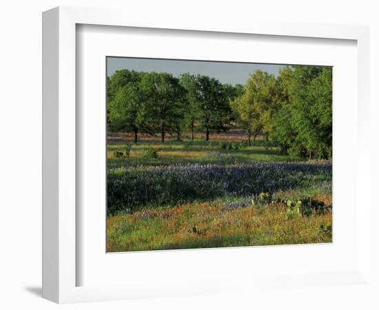 Late Afternoon Light on Field of Texas Paintbrush and Bluebonnets, Hill Country, Texas, USA-Adam Jones-Framed Photographic Print