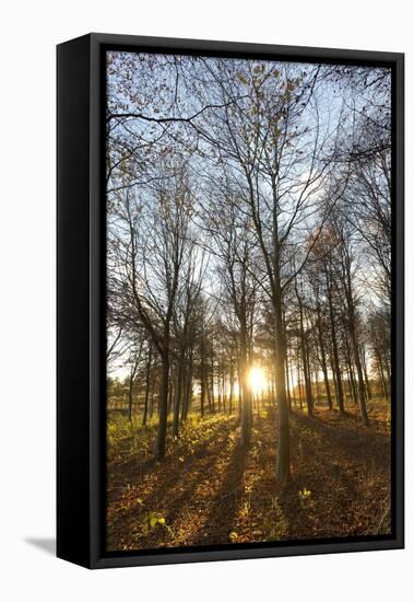 Late Afternoon Winter Sunlight Shining Through Trees in Woodland at Longhoughton-Lee Frost-Framed Stretched Canvas