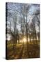 Late Afternoon Winter Sunlight Shining Through Trees in Woodland at Longhoughton-Lee Frost-Stretched Canvas