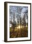 Late Afternoon Winter Sunlight Shining Through Trees in Woodland at Longhoughton-Lee Frost-Framed Photographic Print