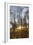 Late Afternoon Winter Sunlight Shining Through Trees in Woodland at Longhoughton-Lee Frost-Framed Photographic Print