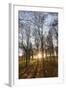 Late Afternoon Winter Sunlight Shining Through Trees in Woodland at Longhoughton-Lee Frost-Framed Photographic Print