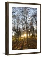 Late Afternoon Winter Sunlight Shining Through Trees in Woodland at Longhoughton-Lee Frost-Framed Photographic Print