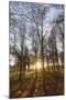 Late Afternoon Winter Sunlight Shining Through Trees in Woodland at Longhoughton-Lee Frost-Mounted Photographic Print