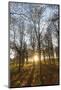 Late Afternoon Winter Sunlight Shining Through Trees in Woodland at Longhoughton-Lee Frost-Mounted Photographic Print