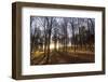 Late Afternoon Winter Sunlight Shining Through Trees in Woodland at Longhoughton-Lee Frost-Framed Photographic Print