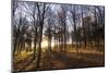 Late Afternoon Winter Sunlight Shining Through Trees in Woodland at Longhoughton-Lee Frost-Mounted Photographic Print