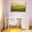Late Afternoon-Marcin Sobas-Photographic Print displayed on a wall