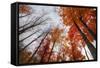 Late Autumn Tree Tops, New Hampshire-Vincent James-Framed Stretched Canvas