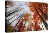 Late Autumn Tree Tops, New Hampshire-Vincent James-Stretched Canvas