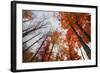 Late Autumn Tree Tops, New Hampshire-Vincent James-Framed Photographic Print