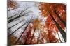 Late Autumn Tree Tops, New Hampshire-Vincent James-Mounted Photographic Print