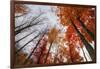 Late Autumn Tree Tops, New Hampshire-Vincent James-Framed Photographic Print