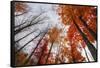 Late Autumn Tree Tops, New Hampshire-Vincent James-Framed Stretched Canvas