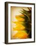 Late Bloomer-Jessica Rogers-Framed Giclee Print