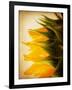 Late Bloomer-Jessica Rogers-Framed Giclee Print