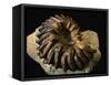 Late Cretaceous Period Fossil-Layne Kennedy-Framed Stretched Canvas