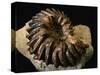 Late Cretaceous Period Fossil-Layne Kennedy-Stretched Canvas