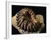 Late Cretaceous Period Fossil-Layne Kennedy-Framed Photographic Print