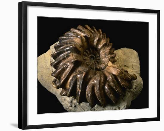 Late Cretaceous Period Fossil-Layne Kennedy-Framed Photographic Print