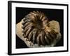 Late Cretaceous Period Fossil-Layne Kennedy-Framed Photographic Print
