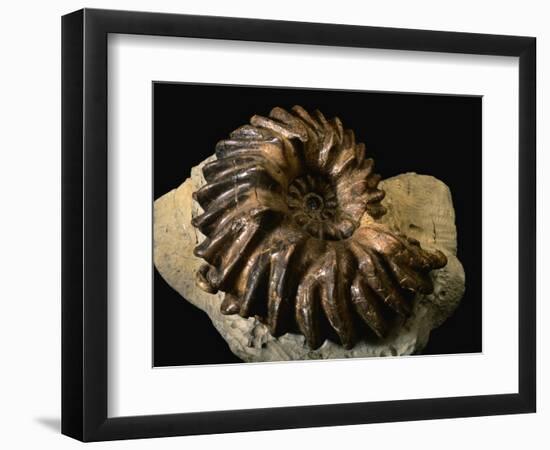 Late Cretaceous Period Fossil-Layne Kennedy-Framed Photographic Print