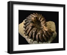 Late Cretaceous Period Fossil-Layne Kennedy-Framed Photographic Print